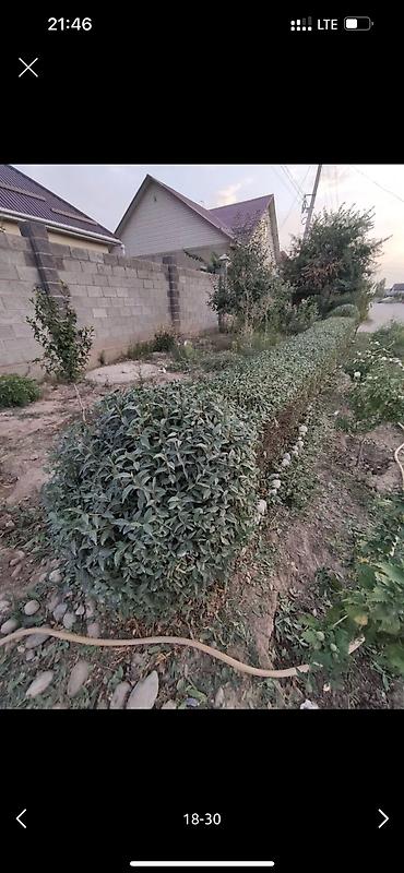 Дворники, садовники: 🌱Я Садовник Стрижка Живой изгородь,самшит,Туи,хвойные растения, Я — 18