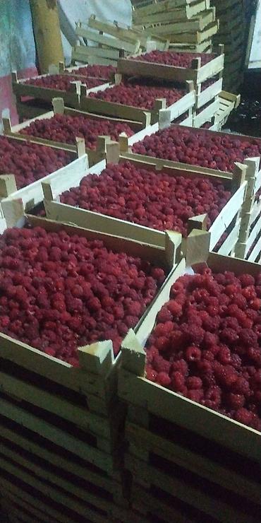 Другие специальности: Ищу рабочих на поле можно семейный.Работа на поле разно рабочий оплата — 15