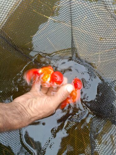 Balıqlar: Oranda2 quyruq qiyməti 2 manat. 4 quyruq qiyməti 3 manat Ünvan — 19