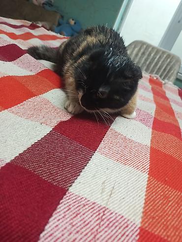 Pişiklər: Şotland — 5