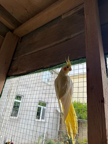 Yuvalar: Korella qəfəs yuva munasib qiymete -da lalafo.az — 3 Yuvalar: Korella qəfəs yuva munasib qiymete — 3