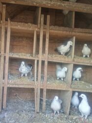 щенки ротвейлера бишкек: Qusxana satilir normal veziyetdedi