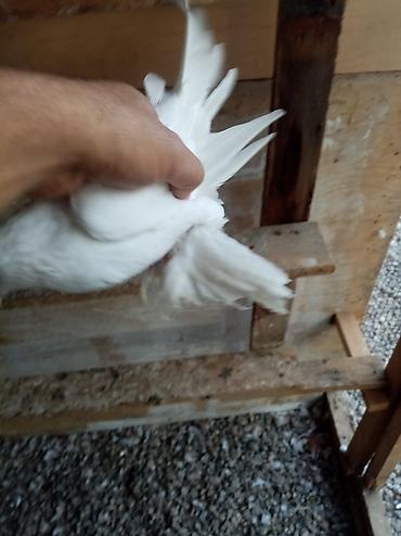 quş bazarı: 4 dene lələk papisli oynaq balası 3 nun qiymeti 40 manatdı qiymətə — 5