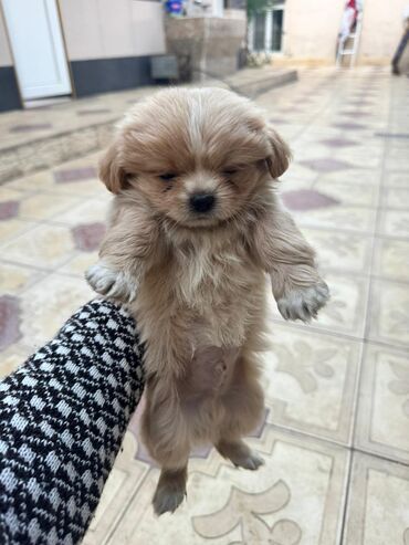 İtlər: Pekines, 2 ay — 12