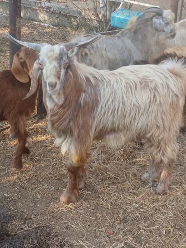 принадлежности для собак: Damazlığ ərkey hələb çəpiş satılır öz heyvanmiın balasıdı mart ayında at lalafo.az принадлежности для собак: Damazlığ ərkey hələb çəpiş satılır öz heyvanmiın balasıdı mart ayında