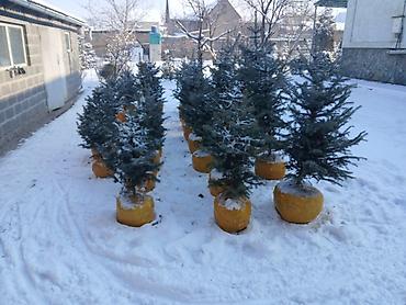 Декоративные деревья: Саженцы деревьев: Ели, Самовывоз — 2