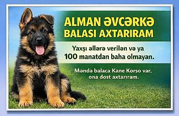 it balasi: Alman çoban iti, 4 ay, Dişi, Peyvəndli, Ünvandan götürmə, Pulsuz çatdırılma, Ödənişli çatdırılma — 1