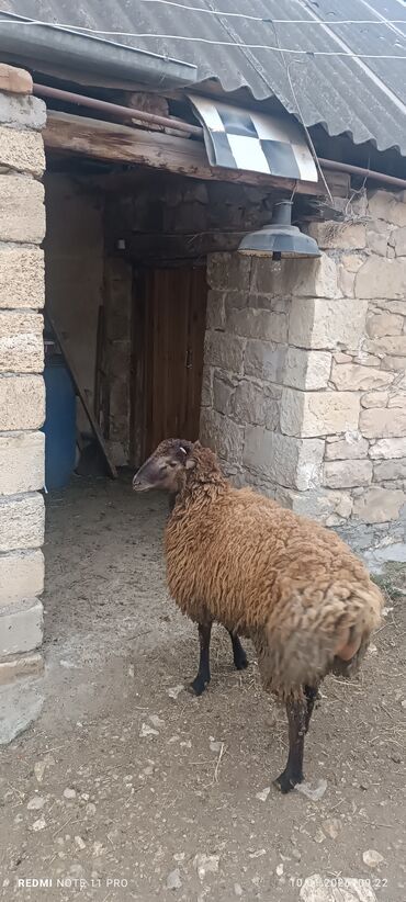 Qoyunlar, qoçlar: Erkək, il: 1, 60 kq, Damazlıq, Ünvandan götürmə — 8