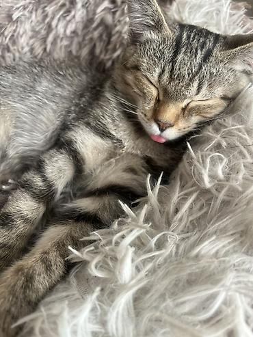 Продажа кошек: 🏡 КОТЯТА ИЩУТ ДОМ! 🐾❤️ Два замечательных малыша — чёрный котик и — 3