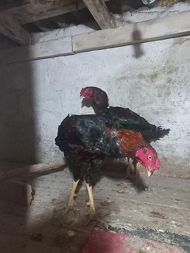 heyrati gence: Döyüş tipli xoruzlar təqdim olunur. Şəkillərdə göründüyü kimi — 6