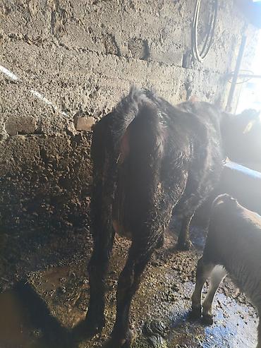 Коровы, быки: Продаю | Тёлка | Для разведения — 4