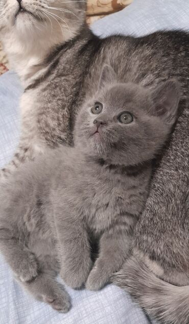 купит французского бульдога: Британский короткошёрстный котёнок, окрас голубой (solid blue)