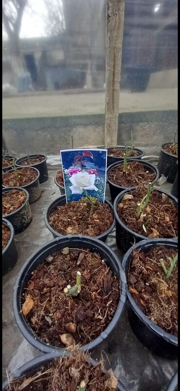 Şitillər: Məhsul: Gül kolları (gül fidanları) Təsvir: soyuqa davamlı 2 azn 3 — 16