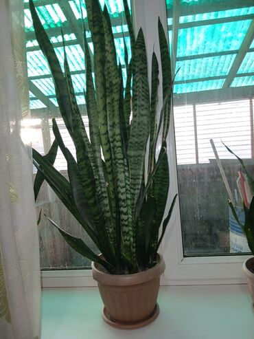 Драцены и Сансевиерии: Большой выбор Сансиеверии цены от 500 — 4
