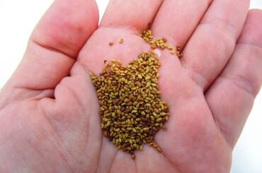 беде семена: Люцерна многолетка. Очищенная, сорт Багира. Семена люцерны Беде
