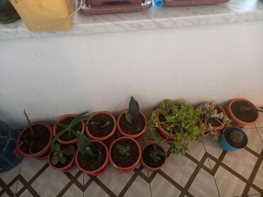 Otaq bitkiləri: İç məkan üçün canlı dekorativ güllər və sukulentlər - Amaryllis — 9