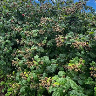 Semena i sadnice: Na prodaju sadnice maline stari Vilamet. Dugogodišnje porodično — 9