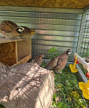 продам индюков: Продам виргинских куропаток количество 10 штук, сразу всех. Цена