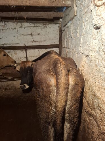 Inəklər, öküzlər: 3 de qisir iney 4850 ze deyirem kom satilir tekliyende qiymet ferqli — 18