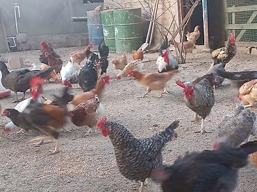 Куры: Yumurta və ətliklik üçün ev quşları – müxtəlif rəng və cinslər — 10