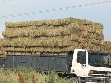 баран оптом: Продаю Чистый Клевер Сухой Плотный Зелёный тюки Доставка есть Любом