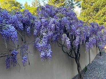 bitki dərmanları satışı: Visderia satışı 🌿 Kalistamon satışı 🌺 Ətirli Jasmin satışı 🌸 Bağ — 3
