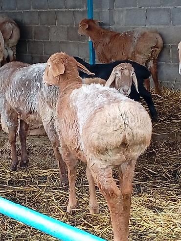 Баран, овца: Продаю | Овца (самка) | Для разведения | Матка — 5