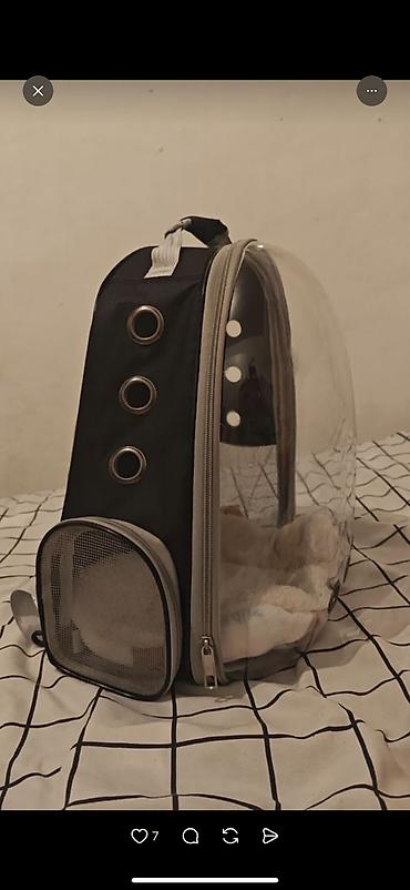 Продажа кошек: Скотиш Фолд (Шотландская вислоухая), 2 месяца, Девочка, Серый, Приучена к лотку, Проглистована, С документами — 14