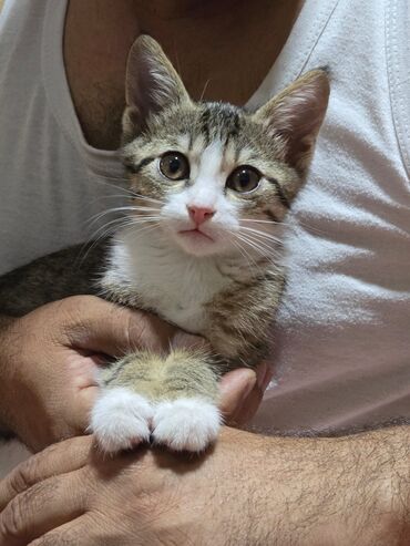 Gəmiricilər: Dişi, Yaxşı əllərə, Ödənişli çatdırılma