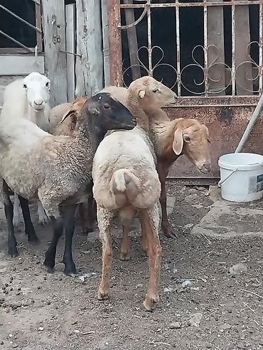 quzu qiyməti: Beyləqan quzuları
super kökdülər, diri çəki -10m — 3