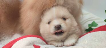 Psi: Oduševićemo vaša srca predivnim Pomerancima iz našeg pažljivo — 5