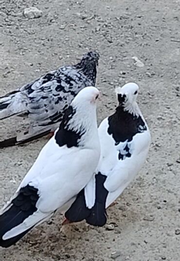 Salam hazir bala veren maya temiz abrezdir erkey desdedi balalari