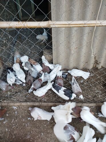 Göyərçinlər: Məhsul: Ev quşları üçün müxtəlif cins və rəngdə göyərçin sürüsü kom200 — 5