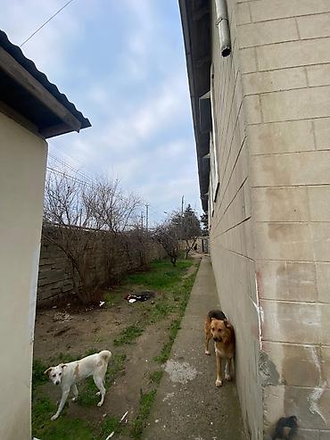 Həyət evləri və villaların satışı: Maştağa qəs. 9 otaq, 240 kv. m, Təmirsiz — 13