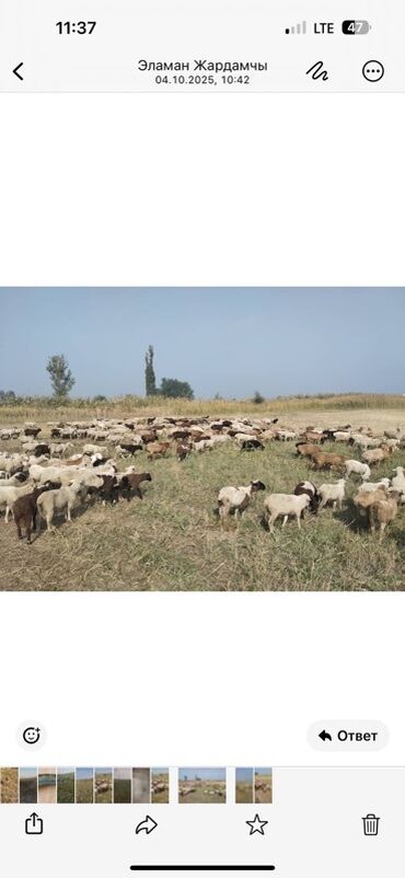 переноска для кошек цена: Продаю | Баран (самец) | Арашан | На забой | Осеменитель