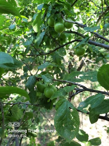 Torpaq sahələrinin satışı: 10 sot, Tikinti, Mülkiyyətçi, Kupça (Çıxarış) -da lalafo.az — 1 Torpaq sahələrinin satışı: 10 sot, Tikinti, Mülkiyyətçi, Kupça (Çıxarış) — 1