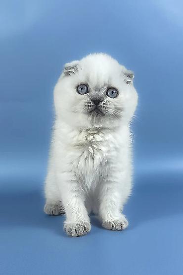 Pişiklər: Şotland — 9