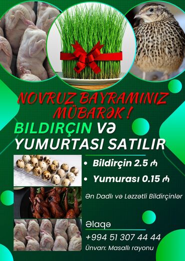 Bildirçin: Novruz bayramında Bildirçinin dadını çıxarın. Təzə və halal kəsilmiş