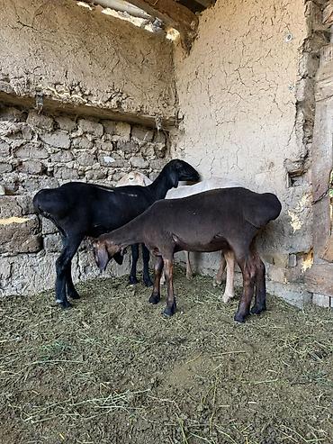 кошка купить бишкек: Продаю | Овца (самка), Баран (самец) — 3