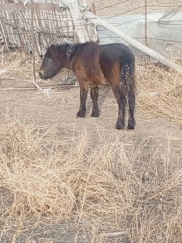 где можно купить кошку в бишкеке: Пони, жеребец