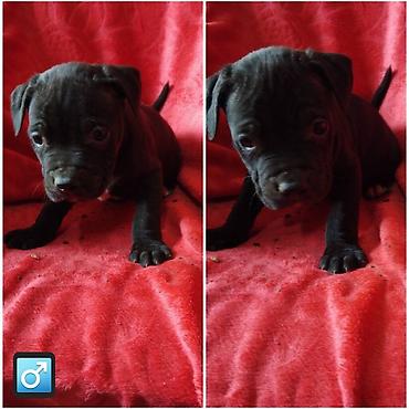 Psi: Pit bull štenci na prodaju Oštenjeni: 18.12.2025 Primili su prvu — 6