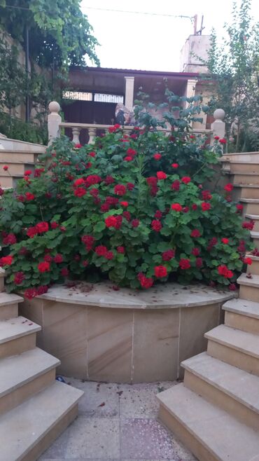 Həyət evləri və villaların satışı: Qaraçuxur qəs. 8 otaq, 220 kv. m, Kredit var, Orta təmir — 2