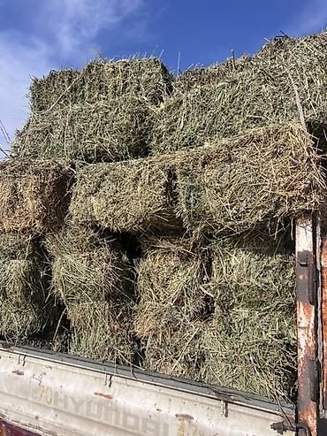 Корма для с/х животных: Сено в тюках - Прессованное сено в прямоугольных тюках, аккуратная — 3