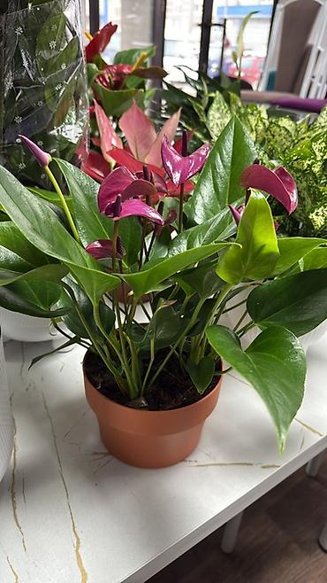 Антуриумы: Антуриум (Anthurium) в горшке - Компактный куст с плотными глянцевыми — 22