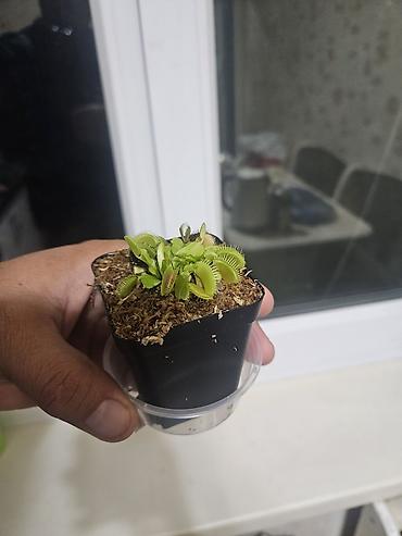 ловушки: Венерина мухоловка (Dionaea muscipula) в горшке - Хищное комнатное — 7
