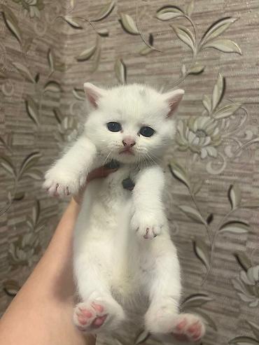 scottish fold satilir: Şotland yastı qulaq — 3