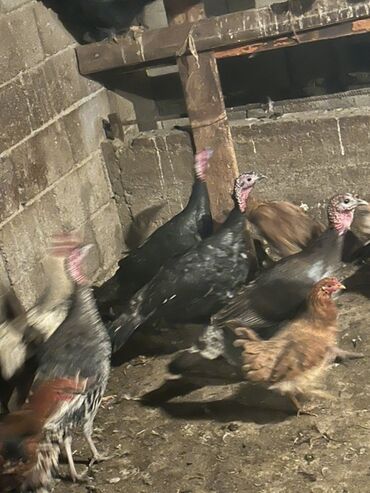 Индюки: Продаю | Индюк (самец) | Для разведения | Племенные — 8