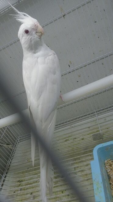 Tutuquşları: Quşlar satlır karella bülbül,fişer,nerazlucnik və sayri münasib — 26