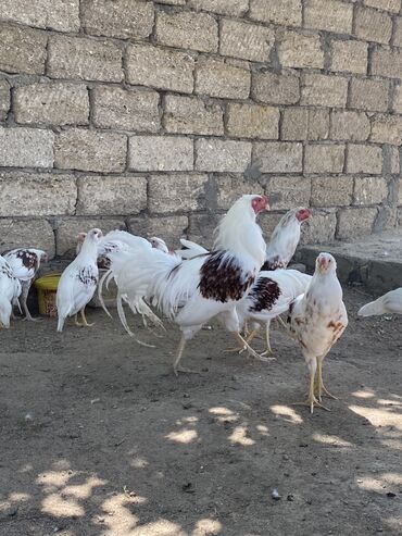 Inəklər, öküzlər: Xoruz, Yapon, il: 1