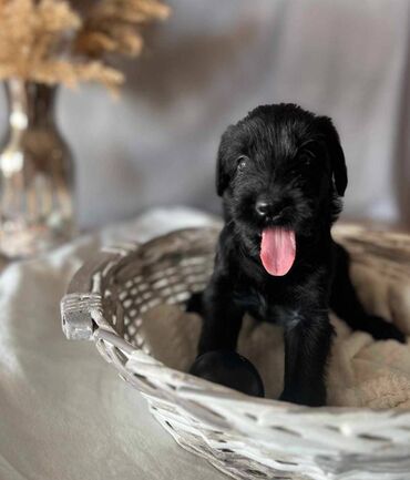 Psi: Veliki Crni Snaucer štenci vrhunskog izlozbenog porekla na prodaju — 6